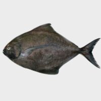 Black Pomfret