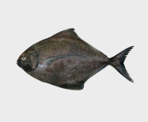 Black Pomfret