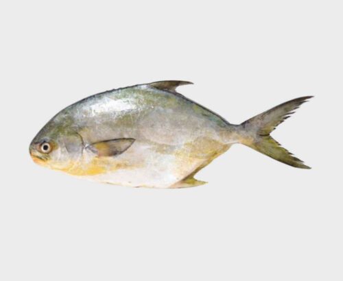 Pampino