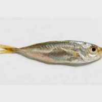Anchovies