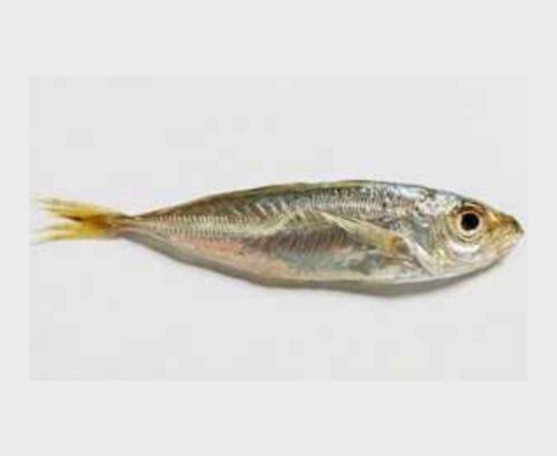 Anchovies