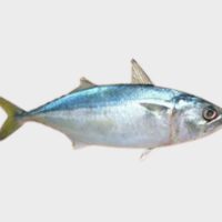 Indian Mackerel