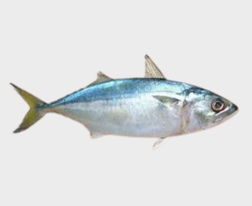 Indian Mackerel