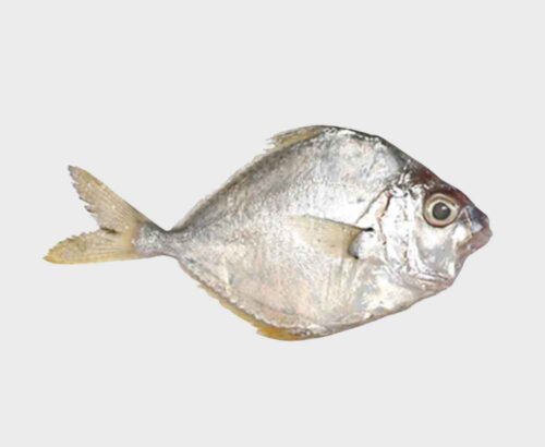 Silver Belly
