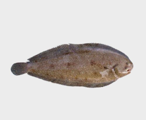 Sole Fish