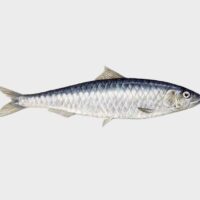 Sardine