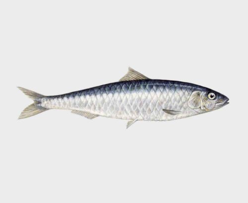 Sardine
