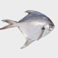 White Pomfret