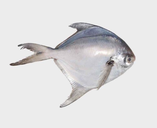 White Pomfret