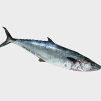 King Fish
